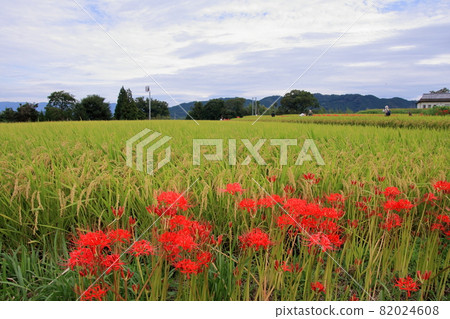 Cluster amaryllis of Katsuragi Hitokoton Shrine, Gose City, Nara Prefecture 82024608