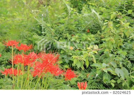 Cluster amaryllis of Katsuragi Hitokoton Shrine, Gose City, Nara Prefecture 82024625