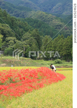 Cluster amaryllis of Katsuragi Hitokoton Shrine, Gose City, Nara Prefecture 82024628
