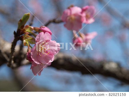 Close-up of Kawazu cherry tree Close-up of Kawazu cherry tree 82025150