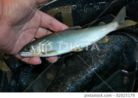I took a hand-held shot of sweetfish caught in friend fishing 82025179