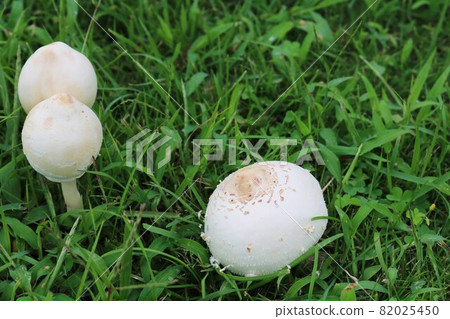 Mushroom onifusube scenery in the autumn park Mushroom onifusube scenery in the autumn park 82025450