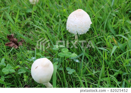 Mushroom onifusube scenery in the autumn park 82025452