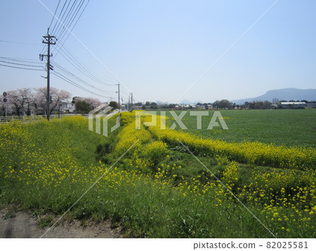 Rapeseed field 82025581