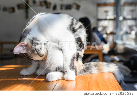 A cute cat lick their hair in cat cafe. Cat cafe is a theme cafe whose attraction is cats that can be watched and played with. 82025582