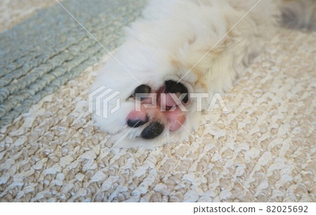 why do dogs paws go from pink to black