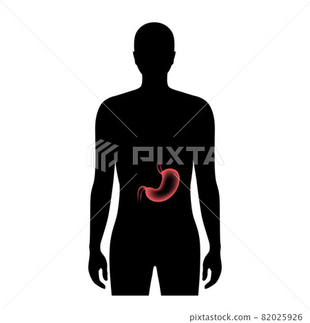 Stomach anatomy 3D Stomach anatomy 3D 82025926