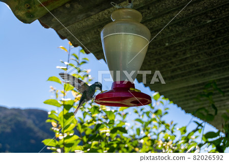Costa Rican hummingbirds came in a bait box Costa Rican hummingbirds came in a bait box 82026592