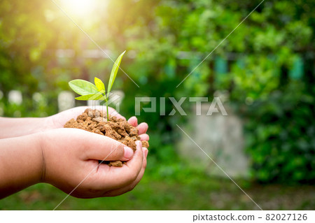 Little boy hand holding young plant in sunshine and green nature background, earth day spring holiday, eco earth day concept, Little boy hand holding young plant in sunshine and green nature background, earth day spring holiday, eco earth day concept, 82027126