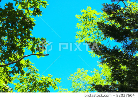 自然框架 自然框架 82027604