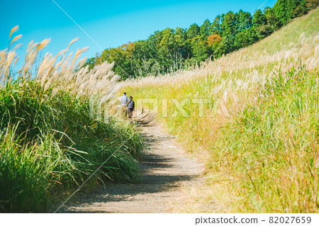 Autumn Soni Plateau and tourists Japanese pampas grass swaying in the wind 82027659