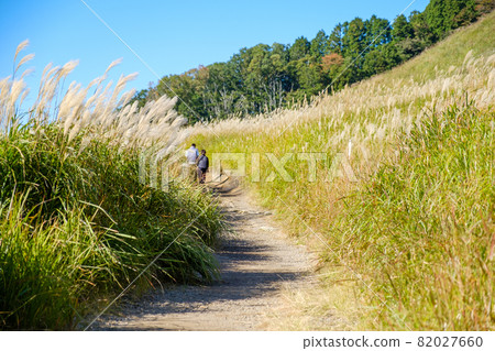 Autumn Soni Plateau and tourists Japanese pampas grass swaying in the wind Autumn Soni Plateau and tourists Japanese pampas grass swaying in the wind 82027660