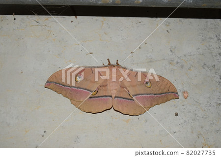 Yamama Yuga 82027735