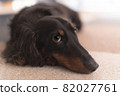 A close-up image of a miniature dachshund staring at you 82027761