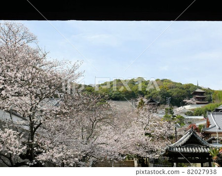 Spring Saikokuji Temple(廣島縣尾道市) Spring Saikokuji Temple(廣島縣尾道市) 82027938