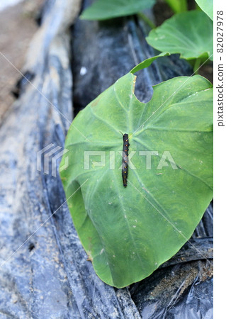 Pests on taro leaves (larvae of sessile sardines) Pests on taro leaves (larvae of sessile sardines) 82027978
