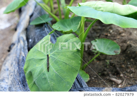 Pests on taro leaves (larvae of sessile sardines) 82027979