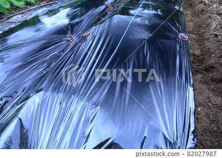 Black mulch sheet in the field 82027987