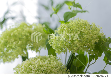 Annabel White Hydrangea Annabel White Hydrangea 82028271