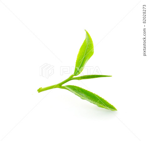Green tea leaf isolated on white background Green tea leaf isolated on white background 82028273