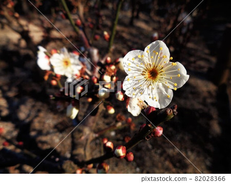 Minagiru Sibe White Plum Minagiru Sibe White Plum 82028366