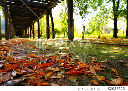 Up of fallen leaves on the park promenade Up of fallen leaves on the park promenade 82028523