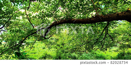 Haeundae Dalmaji Pass Forest Scenery Haeundae Dalmaji Pass Forest Scenery 82028734