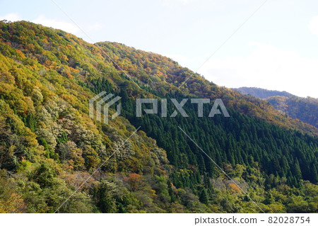 Autumn foliage mountain trees and cedar Autumn foliage mountain trees and cedar 82028754