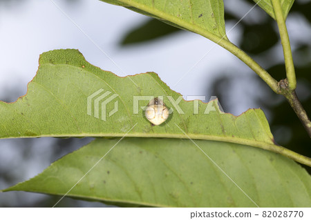 Otorino Fundamasi 82028770