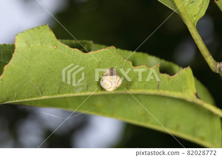 Otorino Fundamasi 82028772