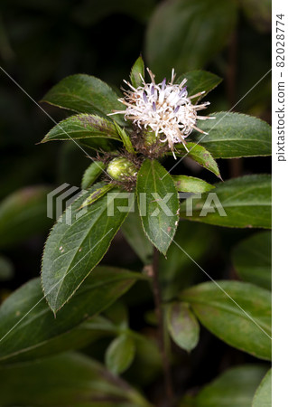 Okera Okera 82028774