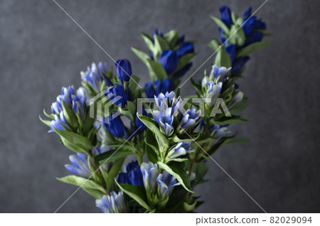 龍膽藍龍膽 82029094