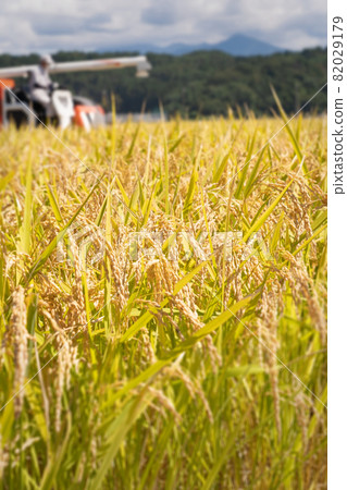 Rice field Rice field 82029179