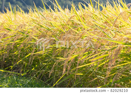 Rice field Rice field 82029210