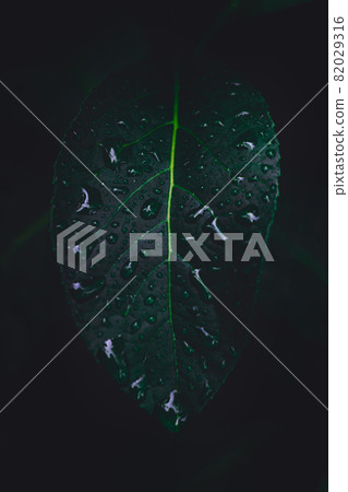 Dew and Green leaves background. Green leaves color dark tone after raining in the morning. Tropical Plant ,environment,fresh,photo concept nature and plant. Dew and Green leaves background. Green leaves color dark tone after raining in the morning. Tropical Plant ,environment,fresh,photo concept nature and plant. 82029316