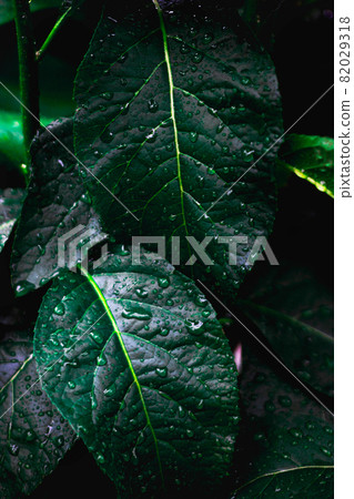 Dew and Green leaves background. Green leaves color dark tone after raining in the morning. Tropical Plant ,environment,fresh,photo concept nature and plant. Dew and Green leaves background. Green leaves color dark tone after raining in the morning. Tropical Plant ,environment,fresh,photo concept nature and plant. 82029318