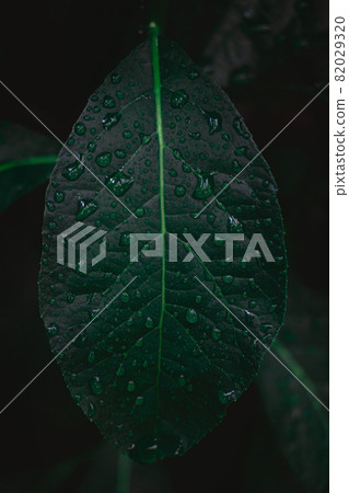 Dew and Green leaves background. Green leaves color dark tone after raining in the morning. Tropical Plant ,environment,fresh,photo concept nature and plant. Dew and Green leaves background. Green leaves color dark tone after raining in the morning. Tropical Plant ,environment,fresh,photo concept nature and plant. 82029320