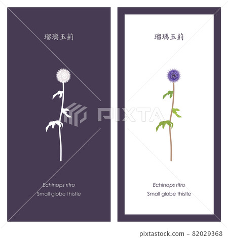 Ruritama 薊 (Echinops) 的插圖和剪影 82029368