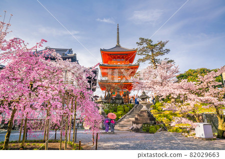 Kiyomizu-dera Temple and cherry blossom season (Sakura) spring time in Kyoto 82029663