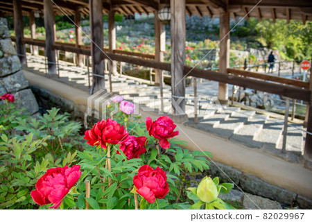 Peony flowers blooming next to the corridor of Hase-dera Temple in Sakurai City, Nara Prefecture Peony flowers blooming next to the corridor of Hase-dera Temple in Sakurai City, Nara Prefecture 82029967