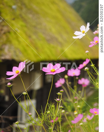 Autumn cherry blossoms in Miyama Kayabuki no Sato 82030197