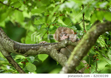 A little monkey climbing a big morus tree to eat morus alba and looking at this 82030199