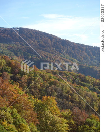 秋葉黃葉棗 82030357