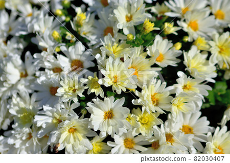 Zaru chrysanthemum, the representative of flowers that bloom in autumn 82030407
