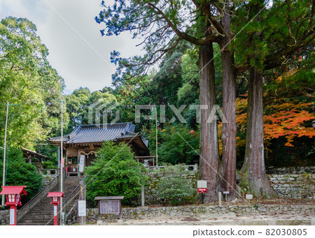 Three cedars of Taku Hachimangu 82030805