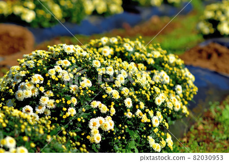 Zaru chrysanthemum, the representative of flowers that bloom in autumn Zaru chrysanthemum, the representative of flowers that bloom in autumn 82030953