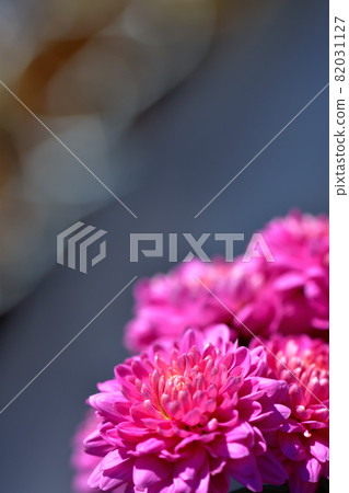 Zaru菊花,秋天盛開的花朵的代表 Zaru菊花,秋天盛開的花朵的代表 82031127