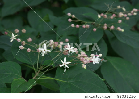 White flowers of Amaxagi [green background] 82031230