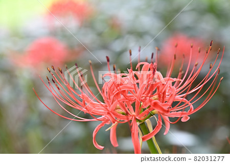 (Flower tourism) Cluster amaryllis (Flower tourism) Cluster amaryllis 82031277
