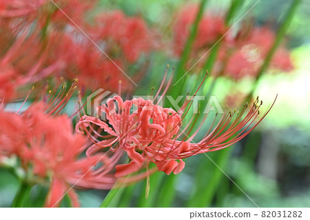 (Flower tourism) Cluster amaryllis (Flower tourism) Cluster amaryllis 82031282
